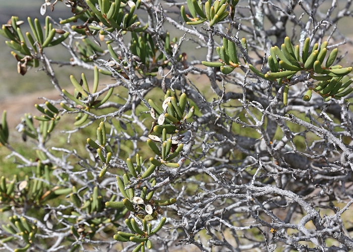 Western Australian Plants Proteaceae
